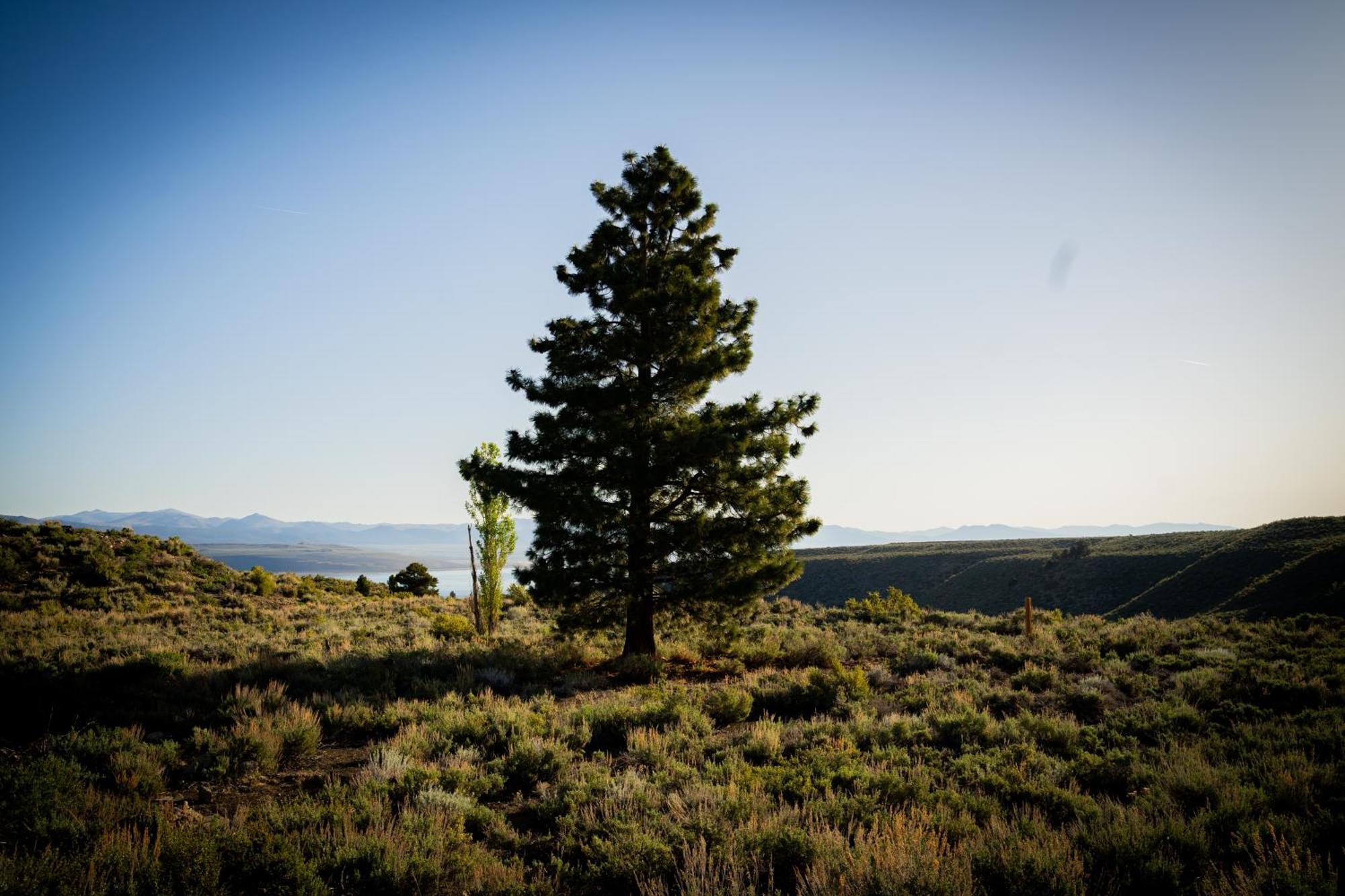 Yosemite Gateway Motel Лі-Вінінг Екстер'єр фото